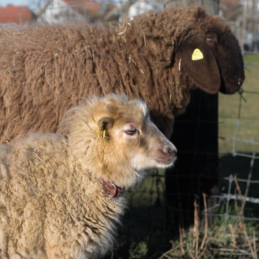 Farm stay Uelis-stoeckli-gaestezimmer Auf Bauernhof Mit Billiard Und Alpakatrekking *